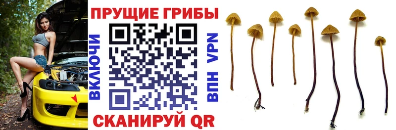 магазин  наркотиков  Киреевск  Псилоцибиновые грибы Psilocybe 